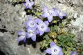 Campanula fragilis subsp. cavolinii